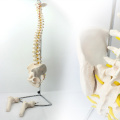 SPINE11 (12383) Medical Anatomy Science Professional Life-Size Vertebral Column with Pelvis and Femur Heads